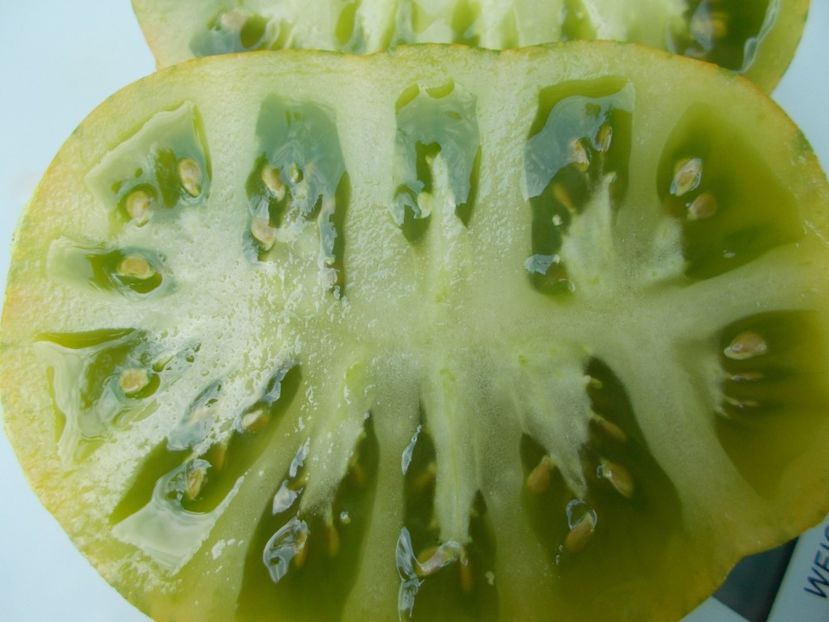  - SEMINTE ROSII - T 566 GLACIAL ZEBRA