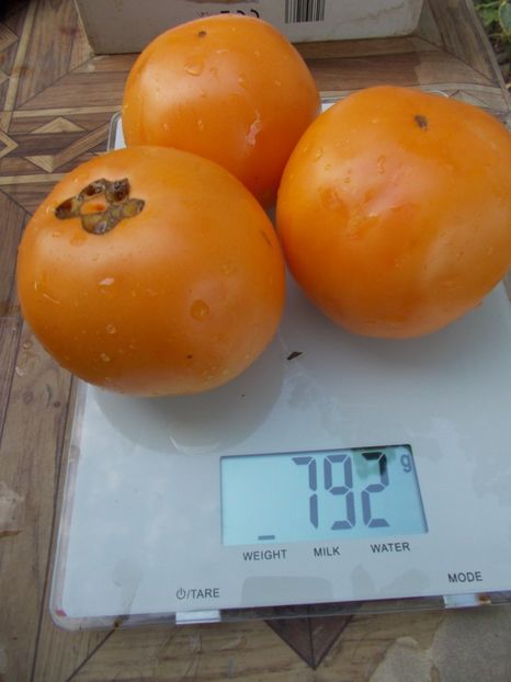  - SEMINTE ROSII - T 653 YANTARNYY TOLSTYACHOK