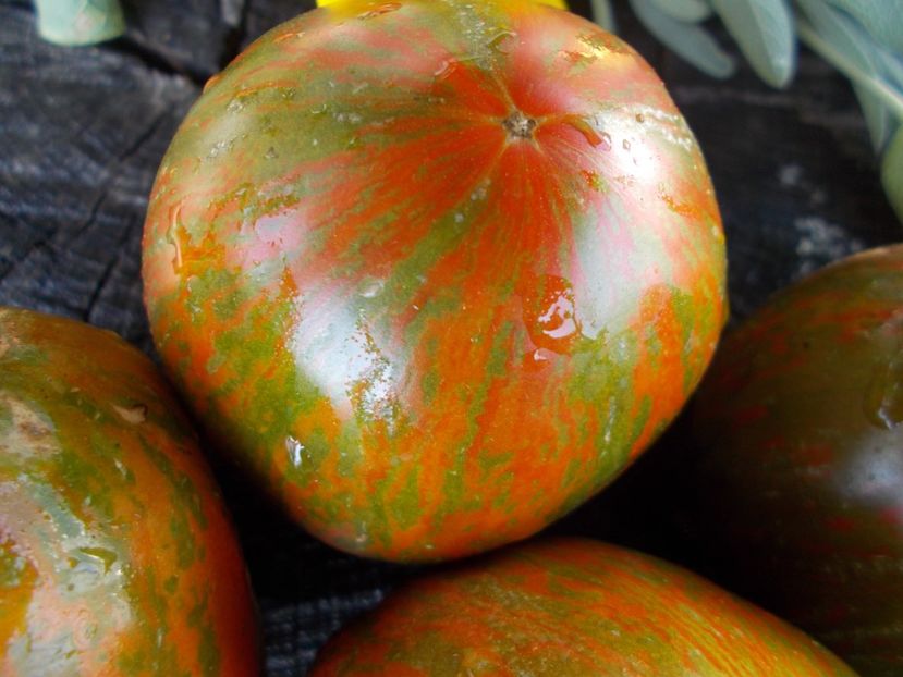  - SEMINTE ROSII - T 757 MYSTERE DE BERTHIER