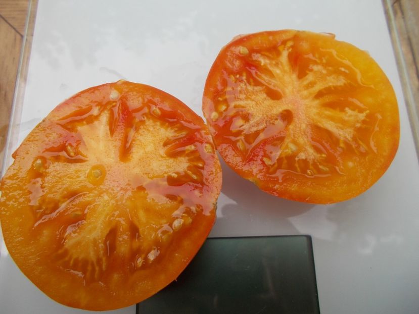  - SEMINTE ROSII - T 744 MOMMOTH GERMAN GOLD