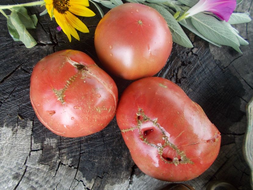  - SEMINTE ROSII - T 730 BLAUE KASACHSTAN