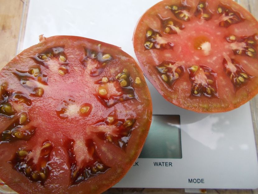  - SEMINTE ROSII - T 730 BLAUE KASACHSTAN