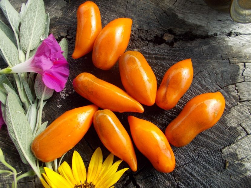  - SEMINTE ROSII - T 778 SUMMER TEMPTATION