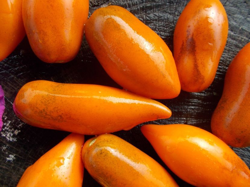  - SEMINTE ROSII - T 778 SUMMER TEMPTATION