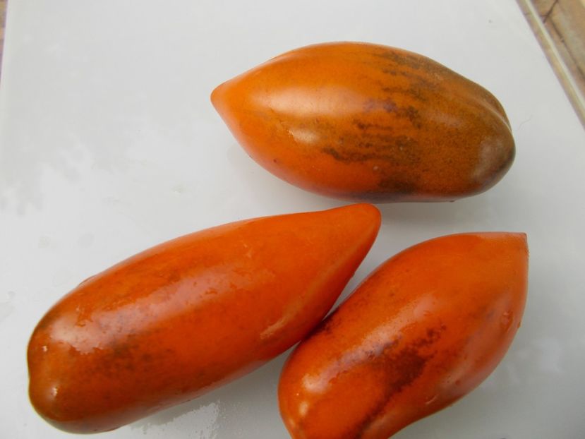  - SEMINTE ROSII - T 778 SUMMER TEMPTATION