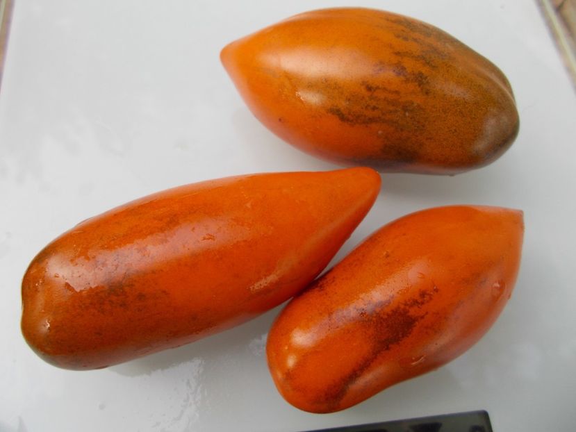  - SEMINTE ROSII - T 778 SUMMER TEMPTATION