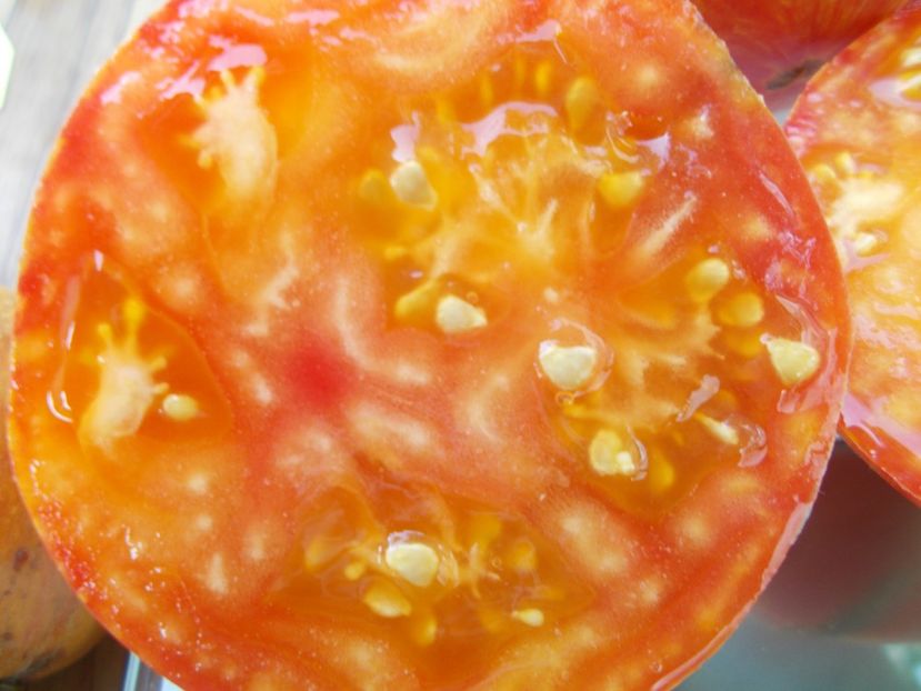  - SEMINTE ROSII - T 733 BLEEDING HEART