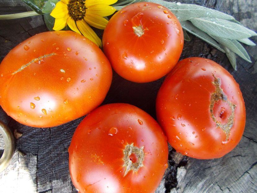  - SEMINTE ROSII - T 750 BURKANLAPU