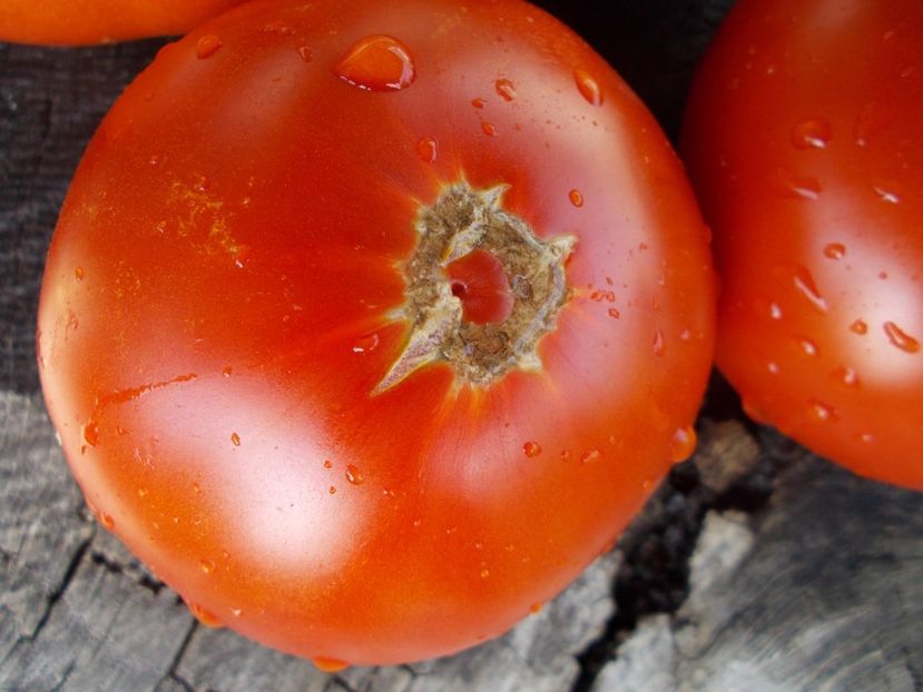  - SEMINTE ROSII - T 750 BURKANLAPU