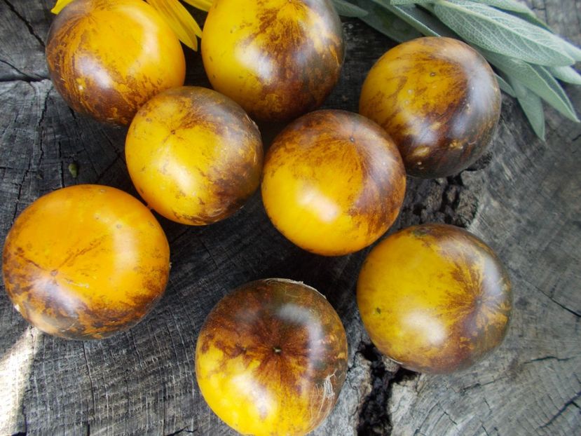  - SEMINTE ROSII - T 732 USSURI TIGER