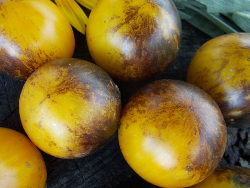  - SEMINTE ROSII - T 732 USSURI TIGER