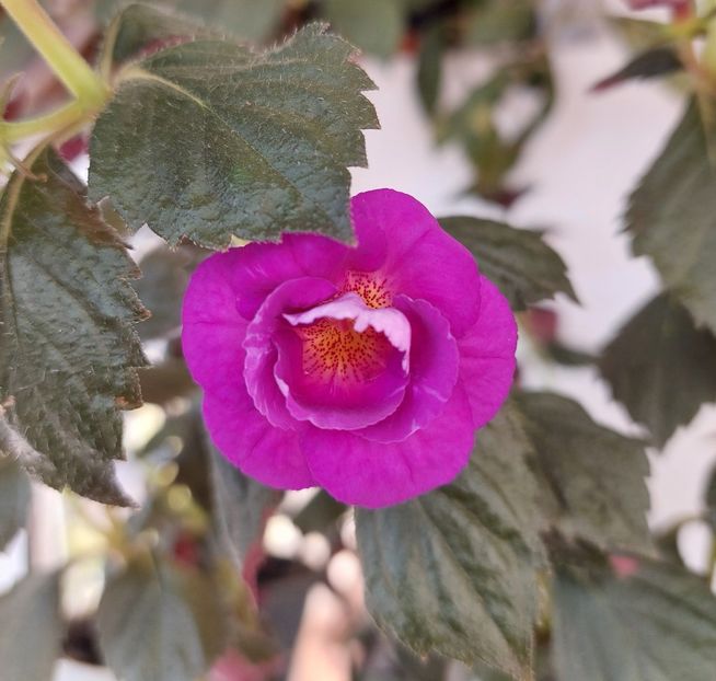  - PURPLE MYSTERY