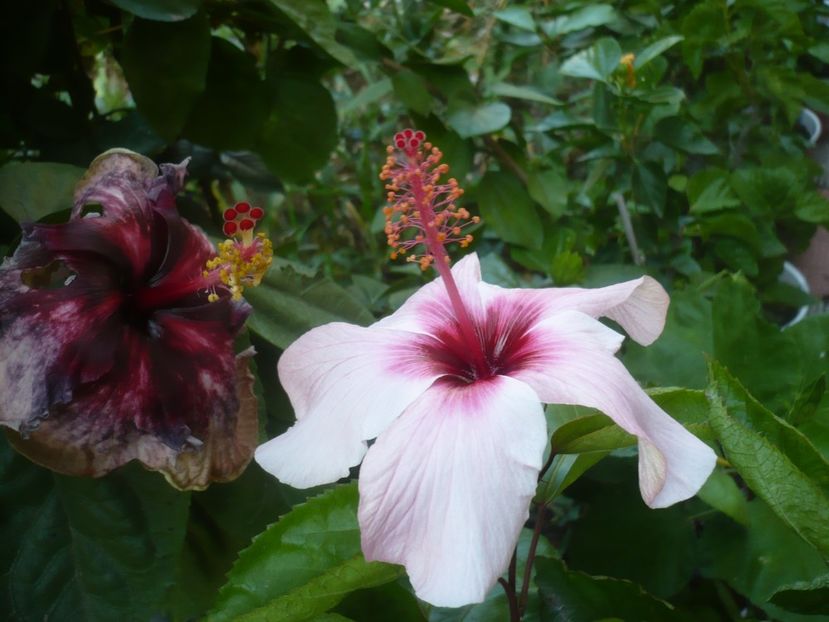 P1500730 - HIBISCUSI 2021-3