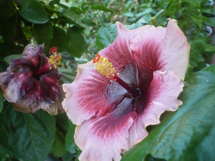 P1500725 - HIBISCUSI 2021-3