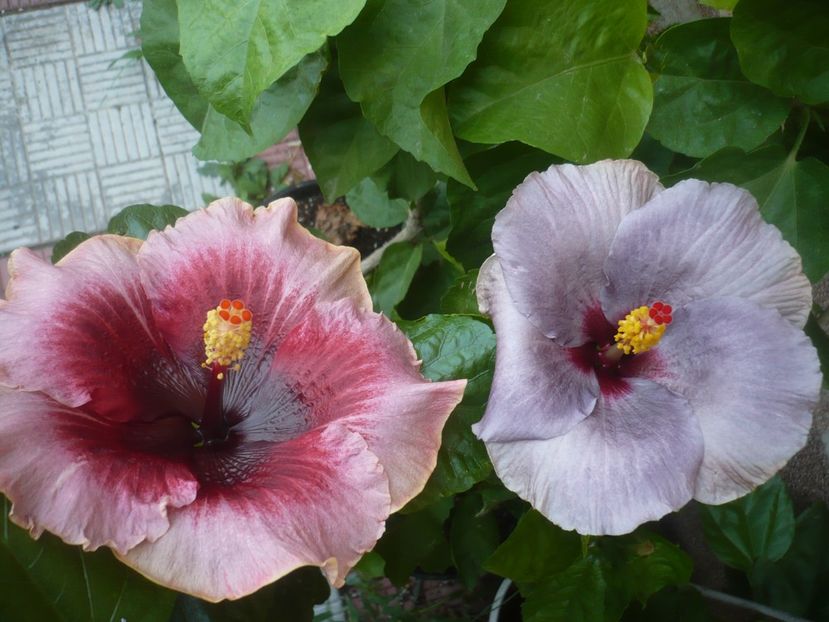 P1500726 - HIBISCUSI 2021-3