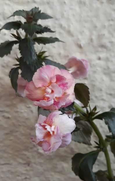  - 0001 2022 - Amelia Vitorino