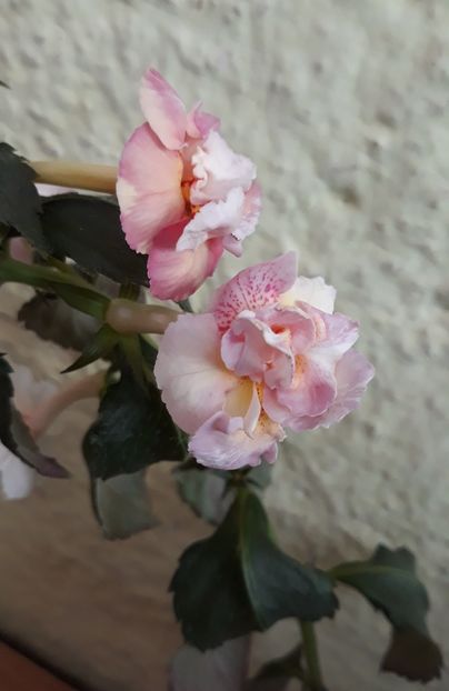  - 0001 2022 - Amelia Vitorino