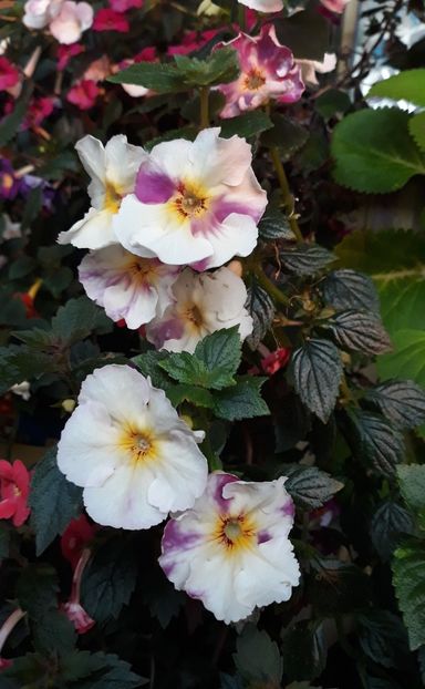  - 001 2021 - BRID s FLAVIANA