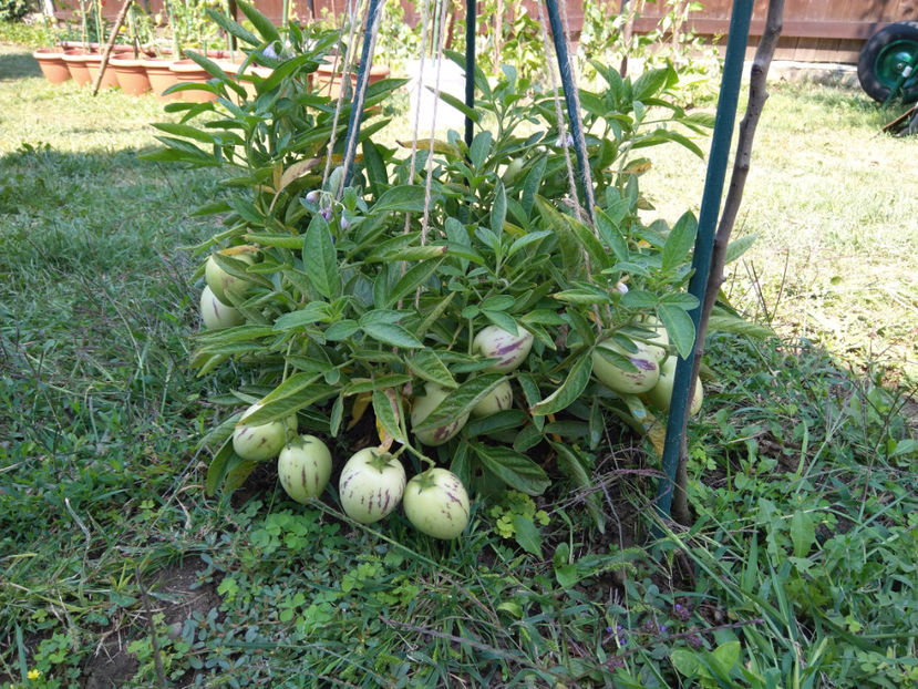 Au apărut dungile violet - Pepino