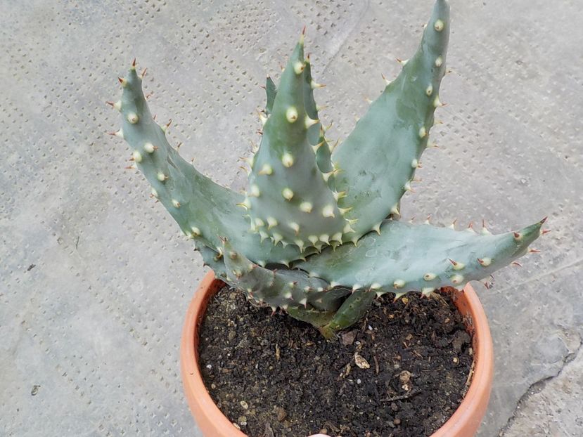  - Genul Aloe