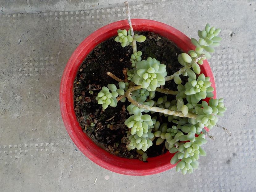  - sedum burito