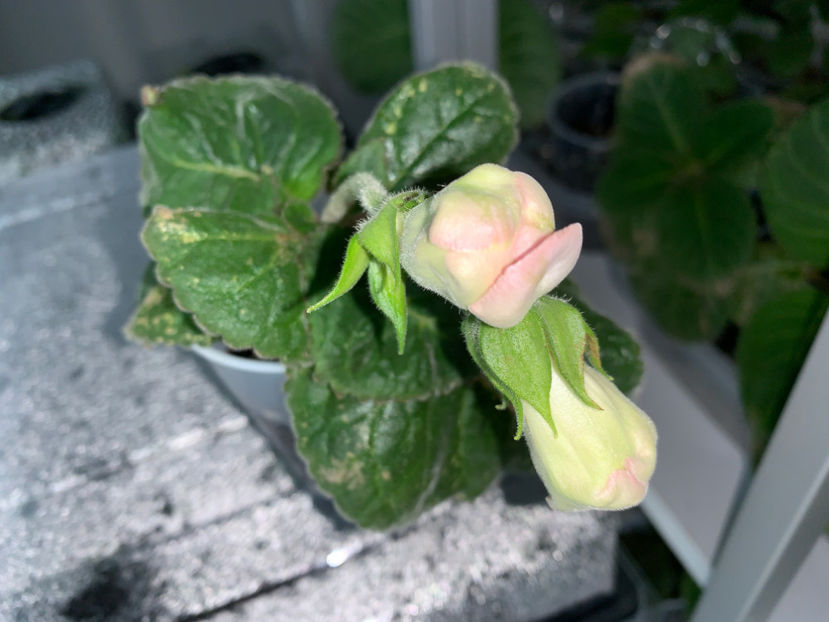  - Gloxinia 2021