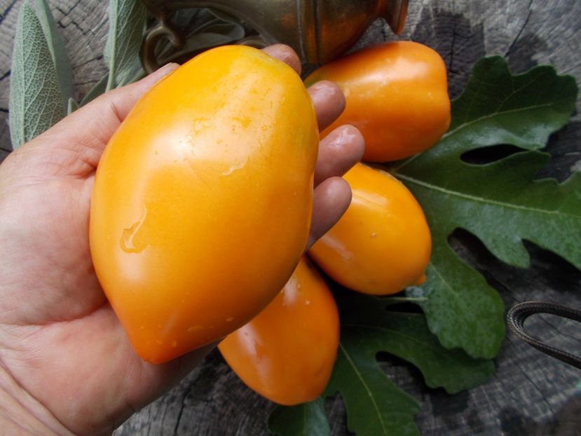  - SEMINTE ROSII - T 719 LAPOT ORANGE