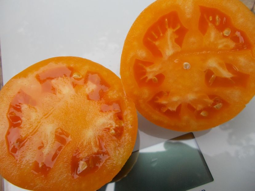  - SEMINTE ROSII - T 719 LAPOT ORANGE