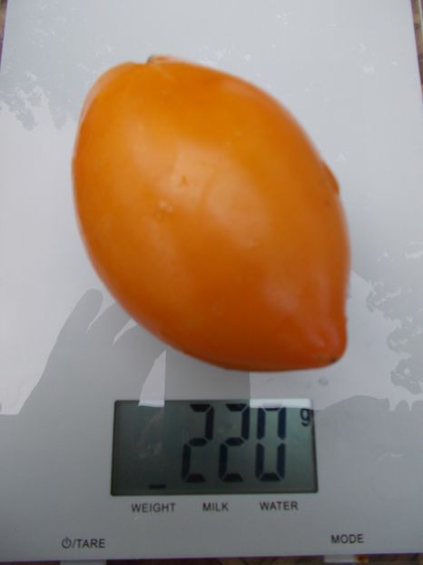  - SEMINTE ROSII - T 719 LAPOT ORANGE