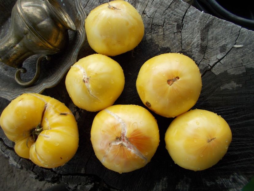  - SEMINTE ROSII - T 742 PERLE DE LAIT