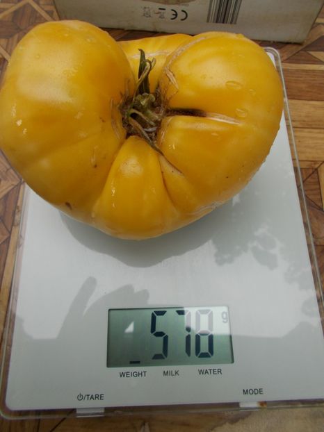  - SEMINTE ROSII - T 742 PERLE DE LAIT