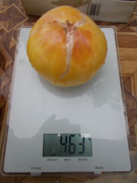  - SEMINTE ROSII - T 742 PERLE DE LAIT