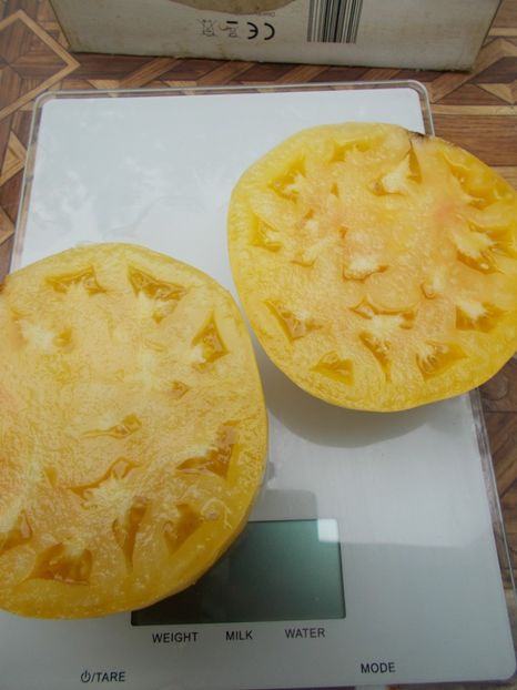  - SEMINTE ROSII - T 742 PERLE DE LAIT