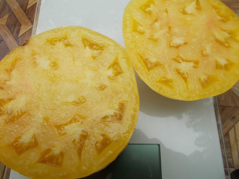  - SEMINTE ROSII - T 742 PERLE DE LAIT