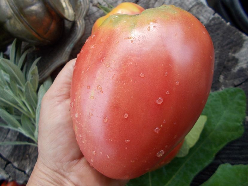  - SEMINTE ROSII - T 686 CUL DE SINGE