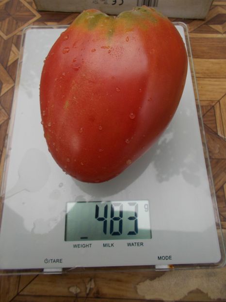  - SEMINTE ROSII - T 686 CUL DE SINGE