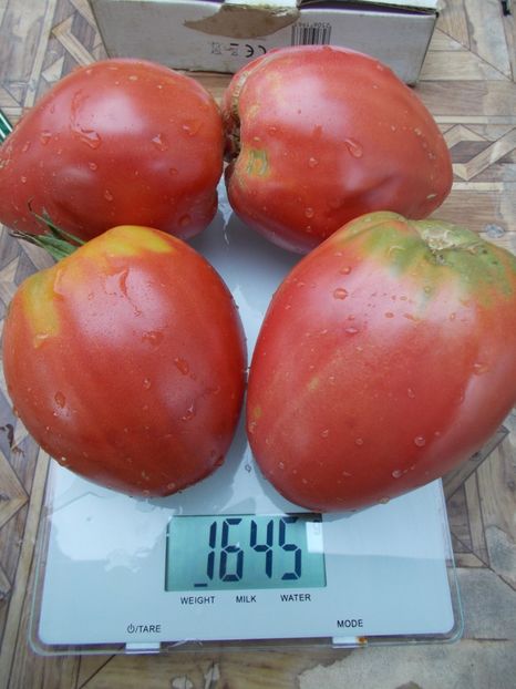  - SEMINTE ROSII - T 686 CUL DE SINGE