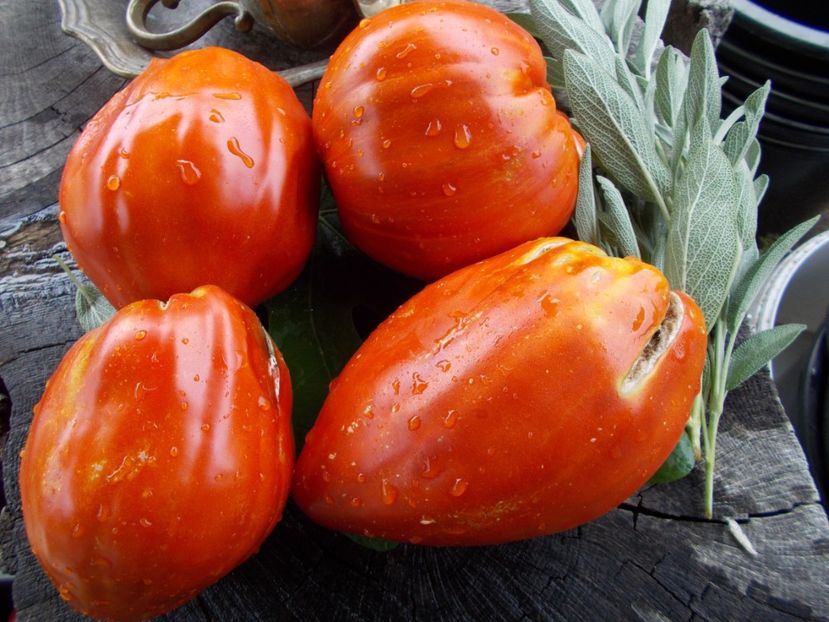  - SEMINTE ROSII - T 705 AUNT SWARLO S POLISH PLUM