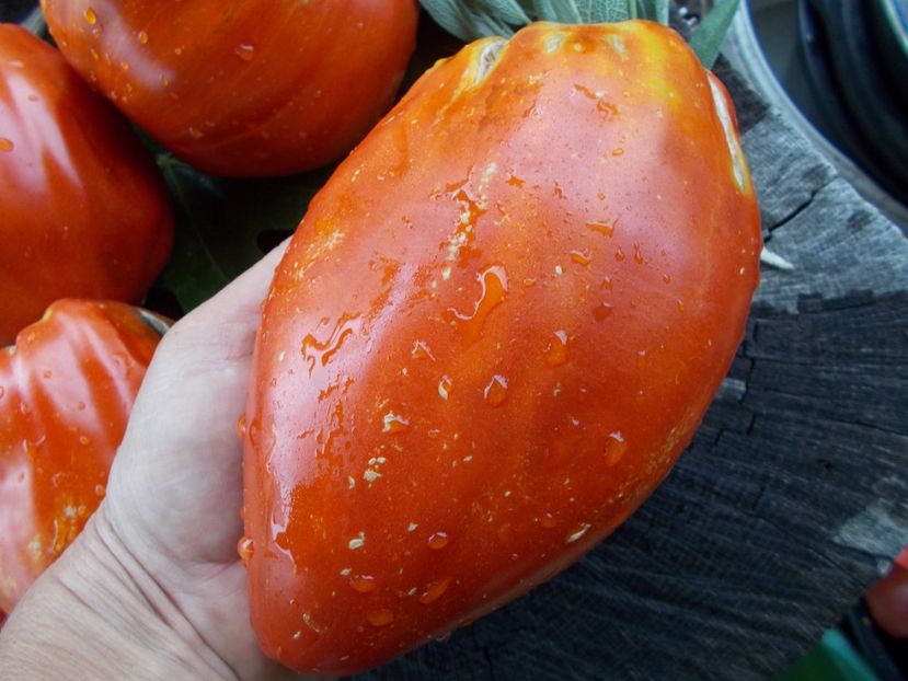  - SEMINTE ROSII - T 705 AUNT SWARLO S POLISH PLUM