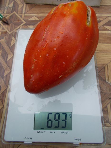  - SEMINTE ROSII - T 705 AUNT SWARLO S POLISH PLUM