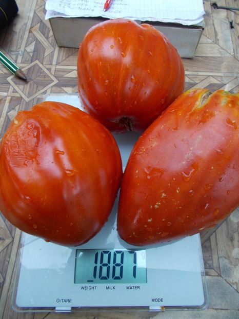  - SEMINTE ROSII - T 705 AUNT SWARLO S POLISH PLUM