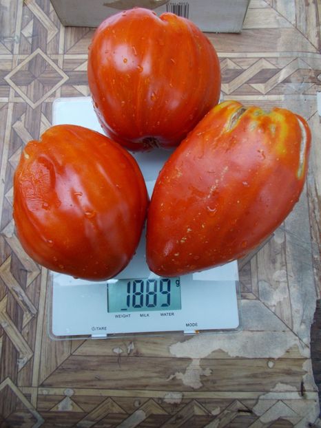  - SEMINTE ROSII - T 705 AUNT SWARLO S POLISH PLUM