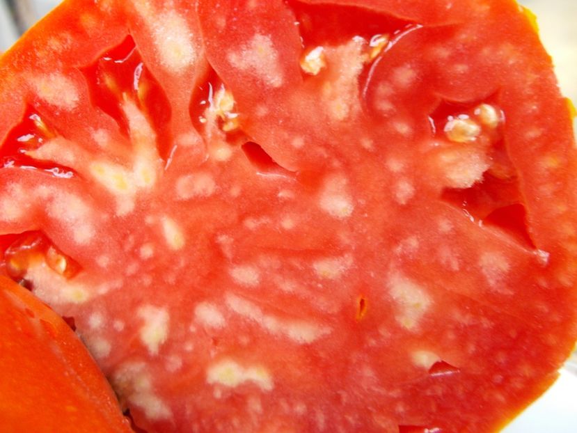  - SEMINTE ROSII - T 705 AUNT SWARLO S POLISH PLUM