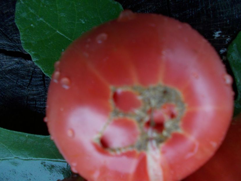  - SEMINTE ROSII - T 745 LAMBERT S GENERAL GRANT