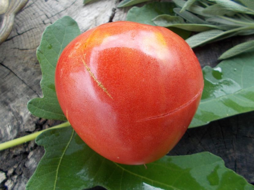  - SEMINTE ROSII - T 746 HUNGARIAN PINK HEART