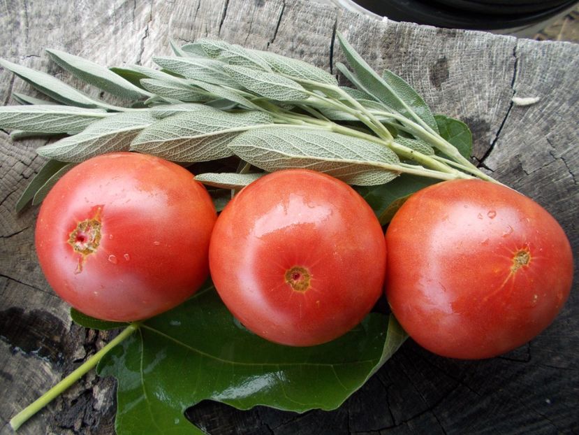  - SEMINTE ROSII - T 647 SIBIRSKIYE LAPTI