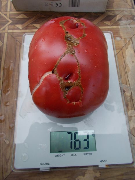  - SEMINTE ROSII - T 779 KITAYSKIY VELIKAN