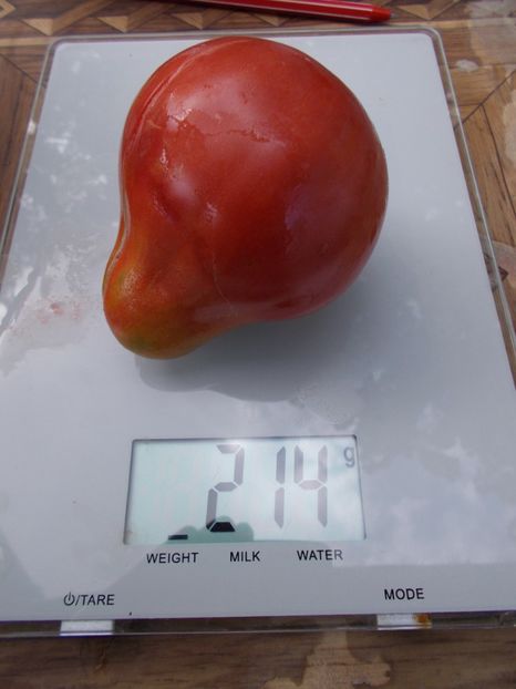  - SEMINTE ROSII - T 652 IVAN KUPALA