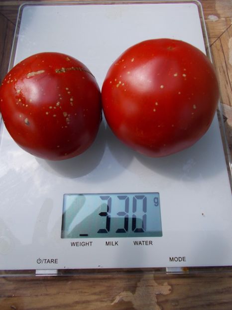  - SEMINTE ROSII - T 734 FEUERWERK