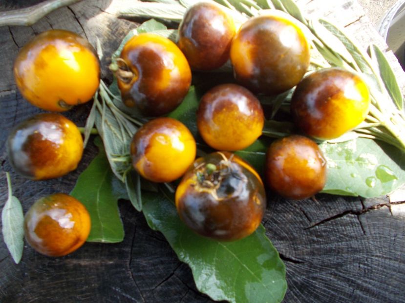  - SEMINTE ROSII - T 749 ELMA BLUE